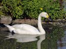 Bewick's Swan (WWT Slimbridge September 2013) - pic by Nigel Key